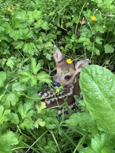 Faon couché dans l'herbe haute