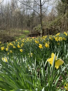 Culture de jonquilles dans un espace boisé