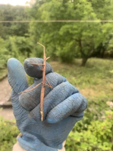 Phasme bâton posé sur un gant bleu