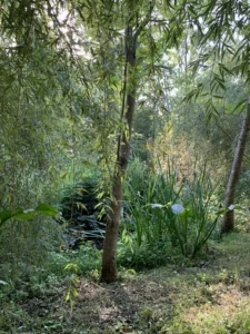 Rive d'un petit cours d'eau, arbres et iris abondants