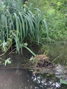 Nid de poule d'eau