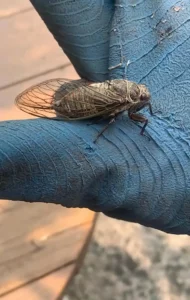 Cigale posée sur un gant bleu