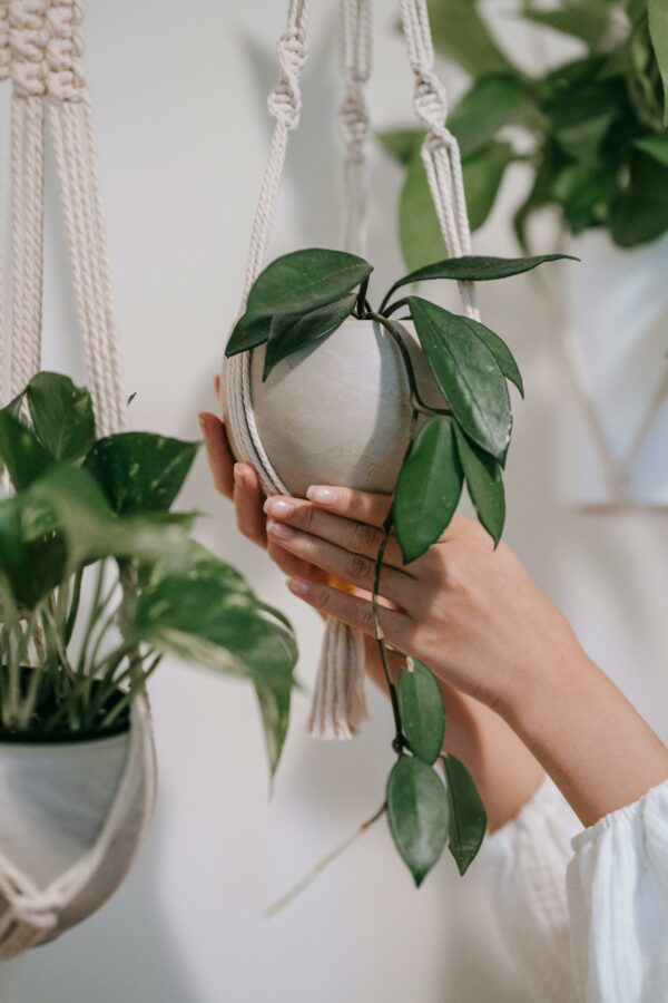 Atelier Macramé | Porte-plante – Image 2